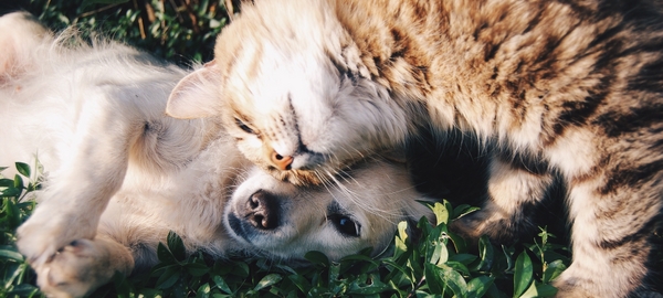Katze kuschelt Hund auf Wiese