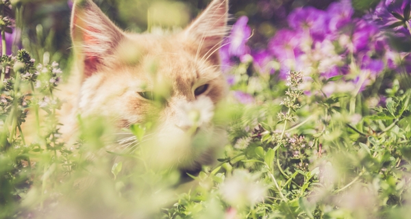 Bachblütenberatung für Katzen und Hunde